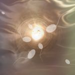 Sperm testi (Spermiogram) nedir? Sperm testi nasıl yapılır?